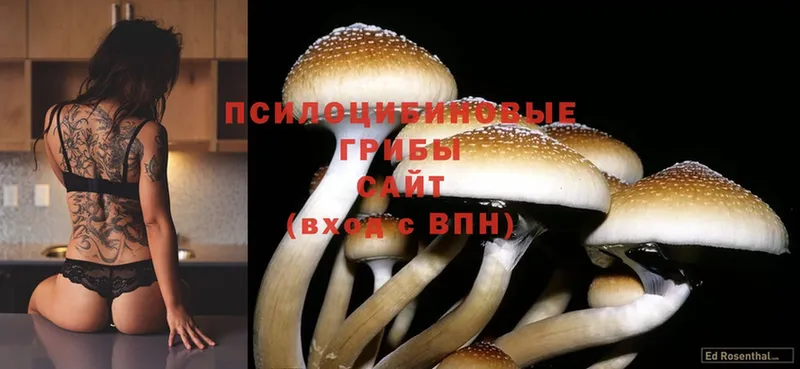 Галлюциногенные грибы MAGIC MUSHROOMS  Бийск 